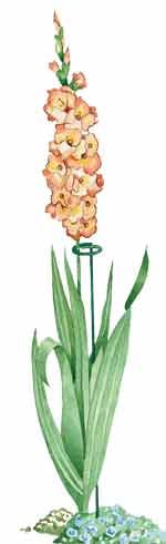 support for gladiolus stem