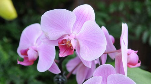 Phalaenopsis orchid