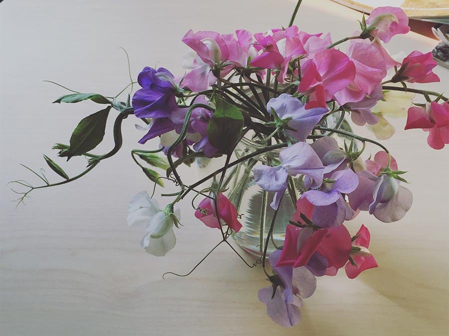 Bouquet of sweet peas