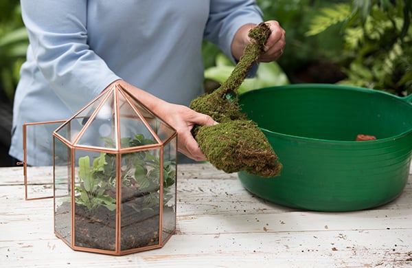 Dividing plants before planting them