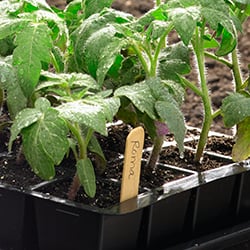 Tomato seedlings in a seed-starting tray