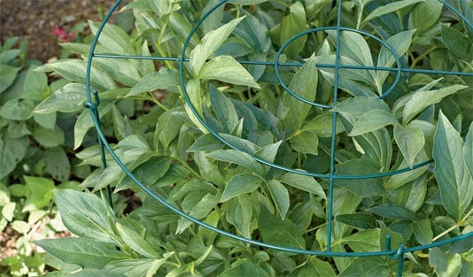 Peony bush foliage with a grow-through peony support