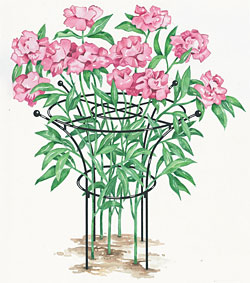 Peony Support