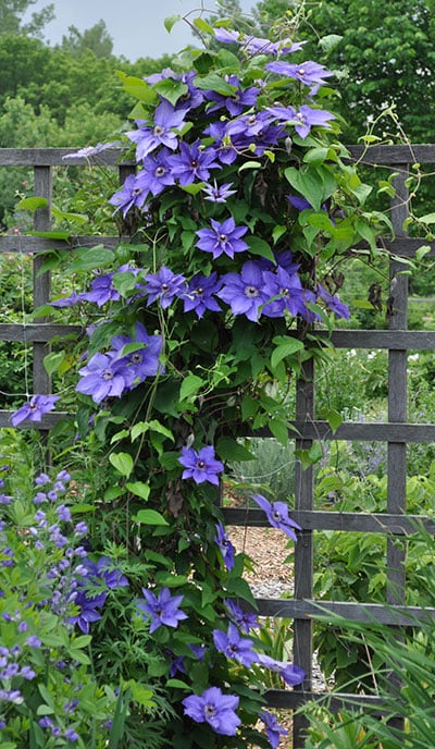 Image of Clematis plant full sun