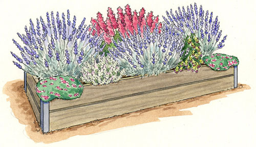 Image of Lavender plant for raised bed