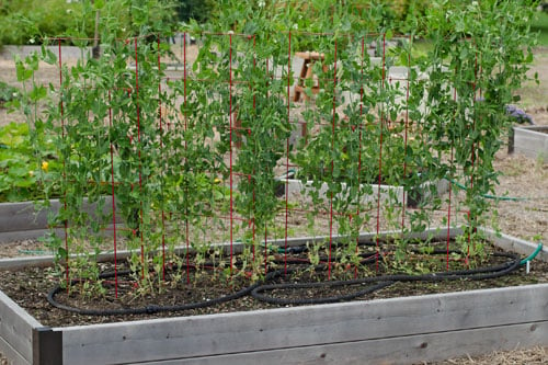 Expandable Pea Trellis