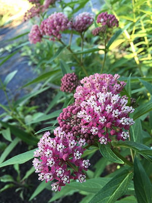 Swamp milkweed in the pollinator waystation at Company Farm