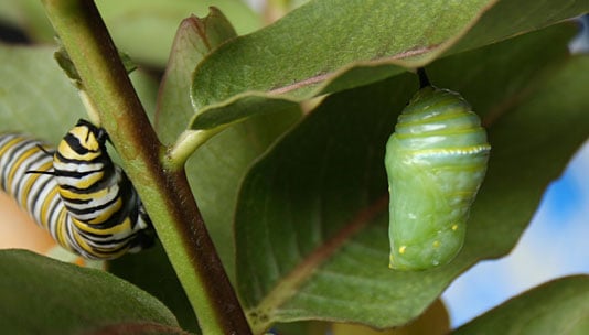 Monarch caterpillar and a chrysalis
