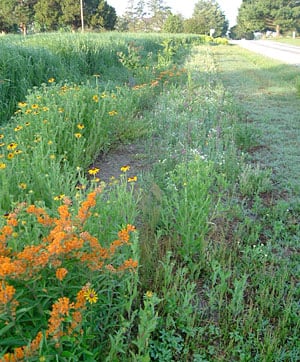 monarch waystation