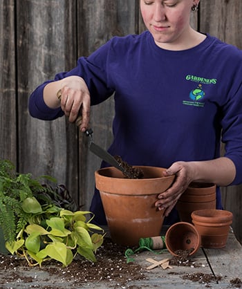 Repotting a houseplant into a larger planter