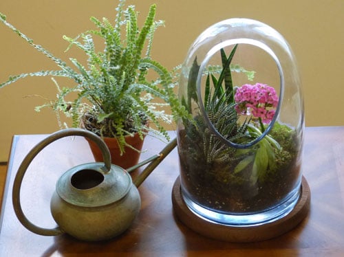 terrarium plants in an oval glass terrarium 