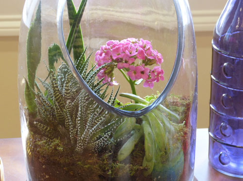 a variety of succulents for terrariums 