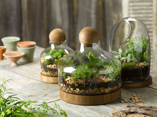 Ideas for Plants in Terrariums