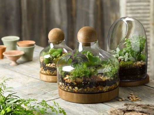 glass terrariums with a wood base and a wood ball stopper;