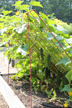 Cucumber trellis