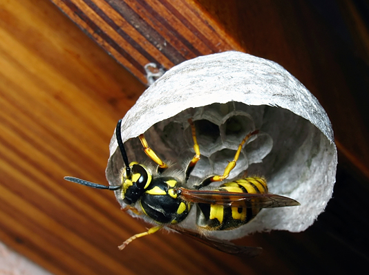 Saxon wasp (Dolichovespula saxonica, Vespula saxonica), queen bee  collecting wood for nest building, Germany Stock Photo - Alamy