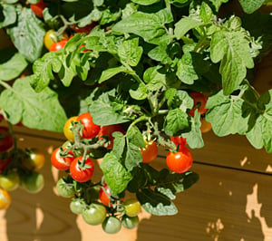 Cascading-style cherry tomatoes
