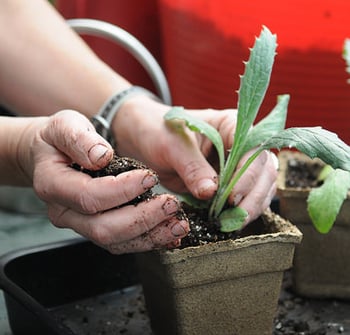 Artichoke seedling