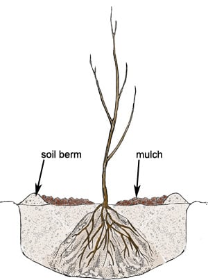 Bare-root tree planted 