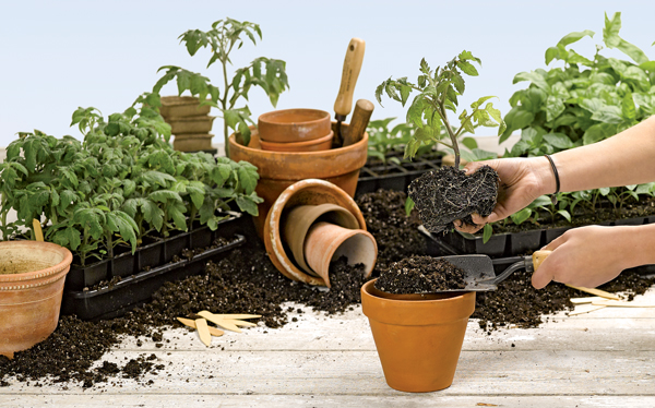 Potting bench with soil, pots and seedlings