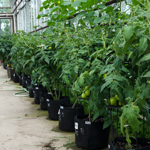 Tomatoes growing at a test site
