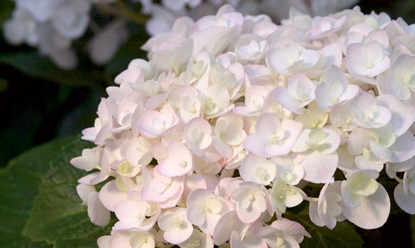 Hydrangea paniculata