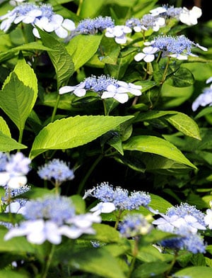Blue Billow hydrangea