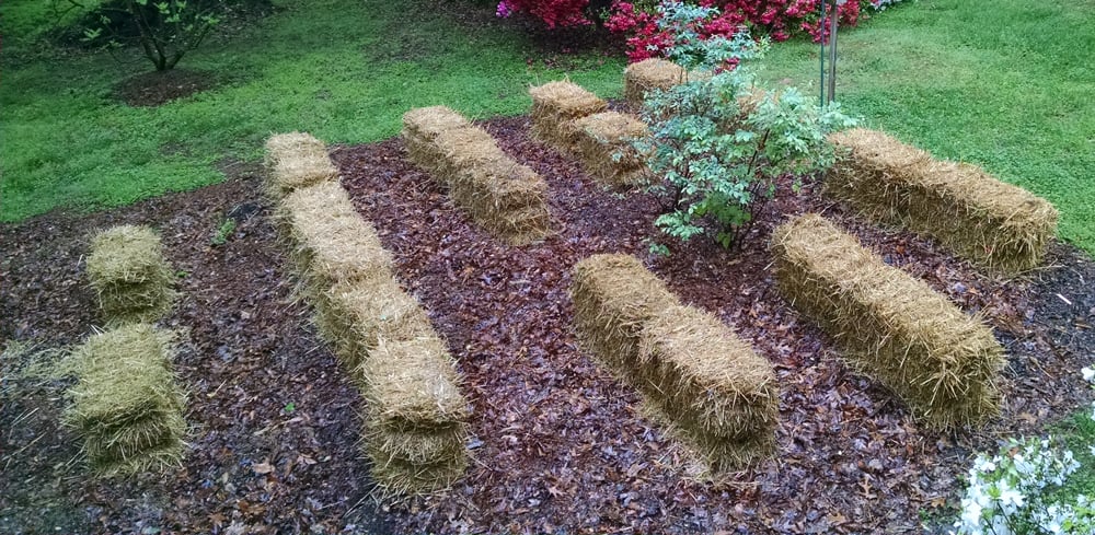 Growing Vegetables In Straw Bales