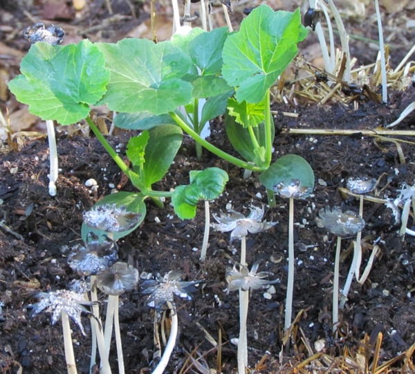 Mushrooms growing in the bale