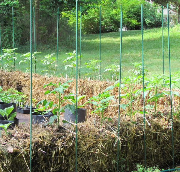 Staking tomatoes