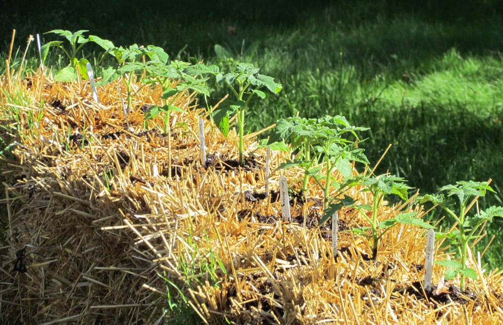 Rising Greens in Straw Bales, Straw-Bale Gardening Rising Greens in Straw Bales, Straw-Bale Gardening