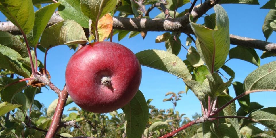 Ripe apple on a tree