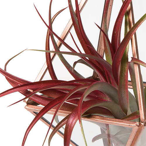 How to Pot Fake Air Plants and Faux Air Plant Ideas