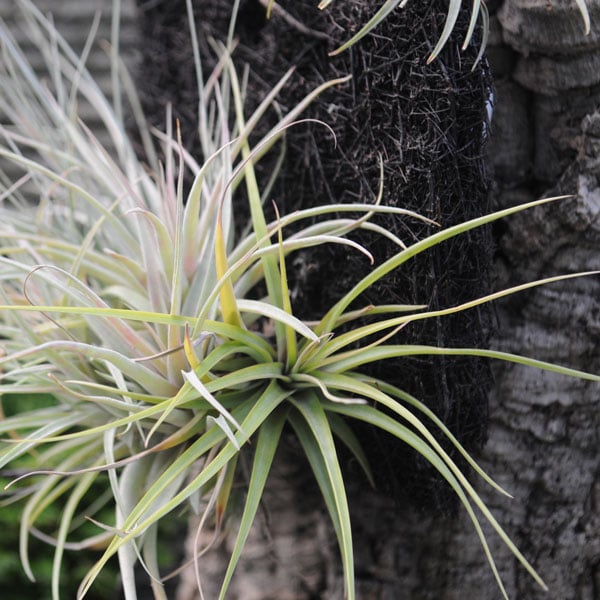 Air plants wired to a piece of bark