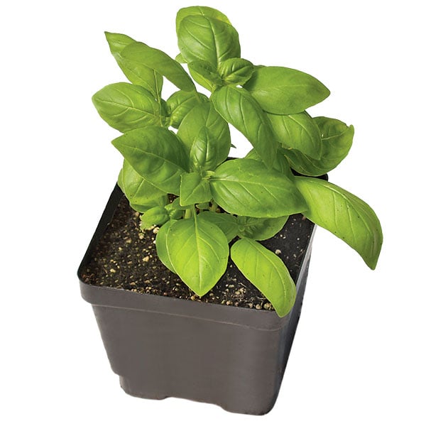 Basil seedling