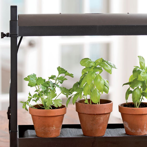 Best Herbs For Growing Indoors, How To Grow A Herb Garden Indoors
