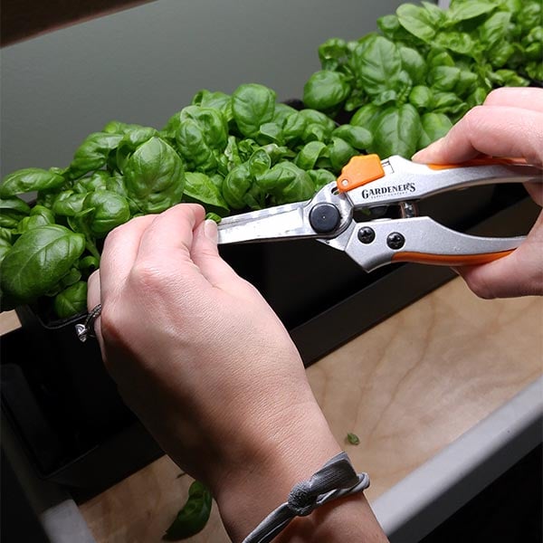 Thinning out basil seedlings with a scissors