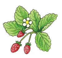 Alpine strawberry