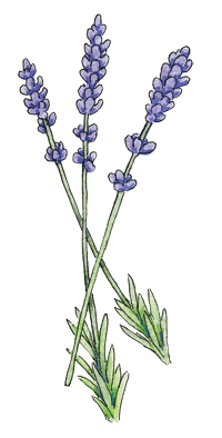 Lavender