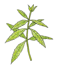 Lemon verbena herb