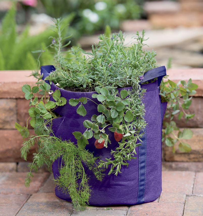 Strawberry and Herb Grow Bag