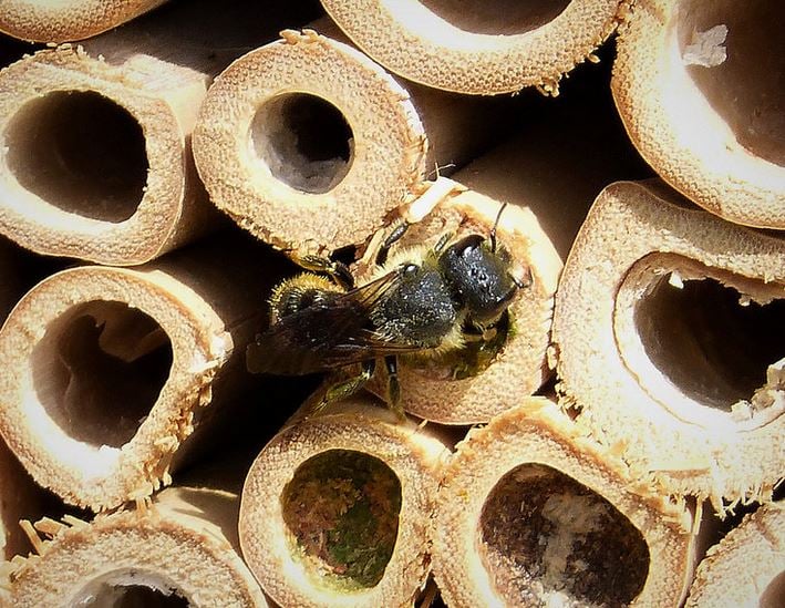 mason bee