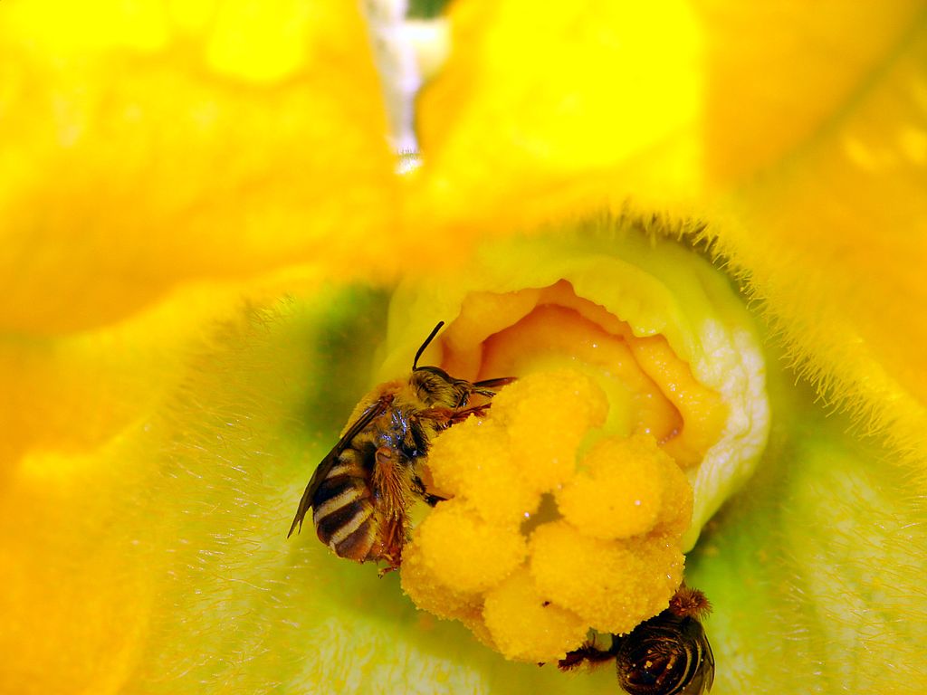 squash bee