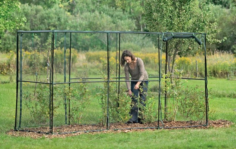 crop cage over blueberry bushes