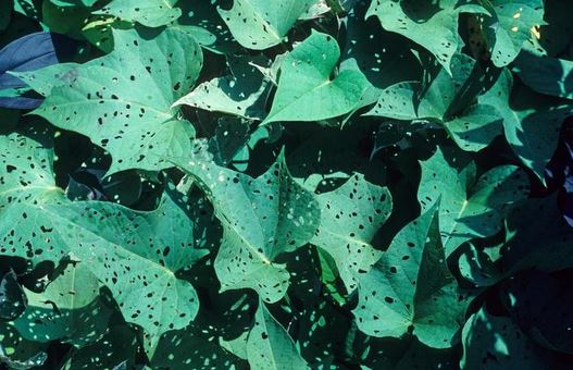 damage to leaves from a sweet potato weevil 