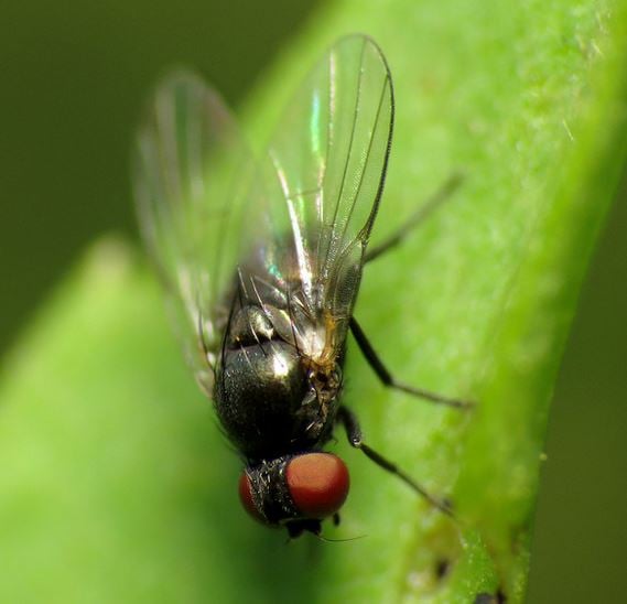 leafminer fly