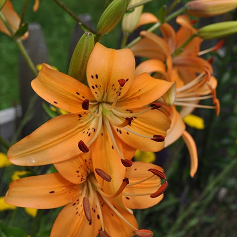 orange lilies in full bloom