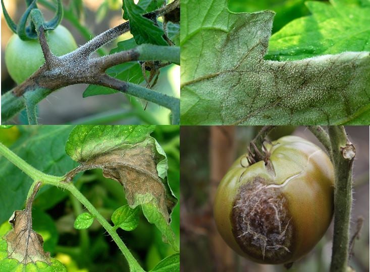 late blight on potato leaves 