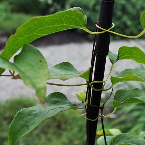 Clematis leaf tendrils climbing a support