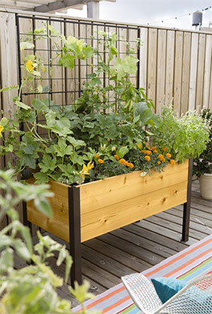 Vegetable Container Gardening 
